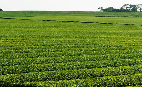 魔法王座名字大全