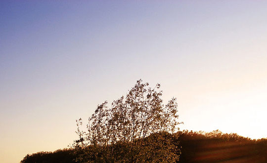 寶寶免費起名大全 木字旁的女孩名字：思路參考