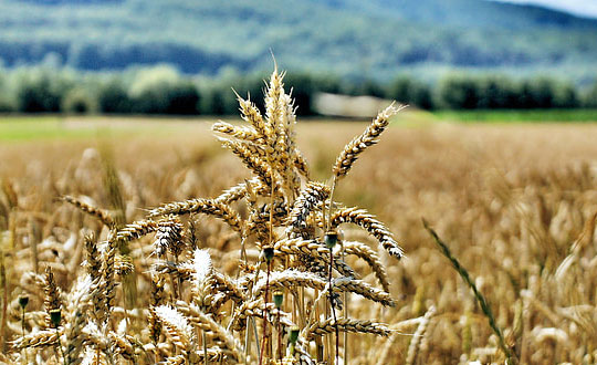唐詩(shī)宋詞取名女孩名字大全