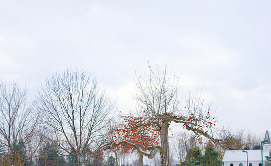簡單好聽的女孩名字,100分女孩名字大全:獨特經典