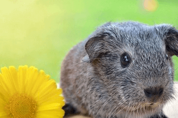 龍年寶寶起名，五行屬木的用字，缺木的名字