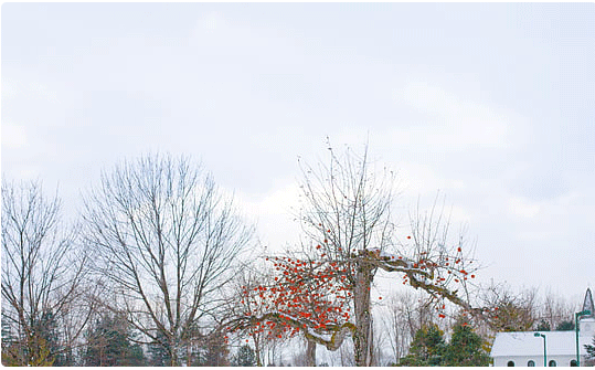 國學底蘊的女孩名字