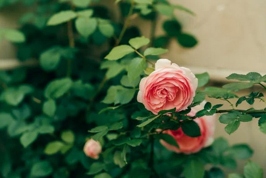 網(wǎng)名大全丨用中藥雅稱取網(wǎng)名,好聽到醉了!