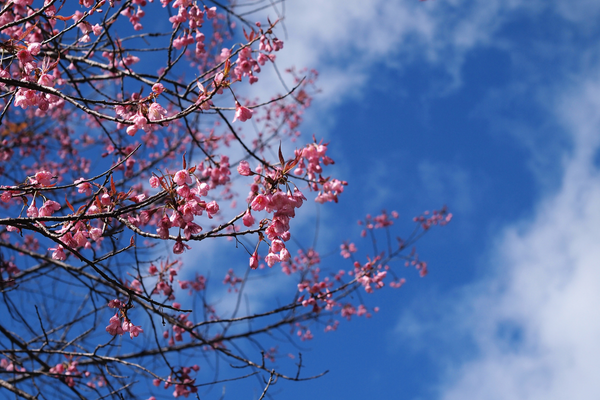 網(wǎng)名起名字大全丨適合一直使用的網(wǎng)名