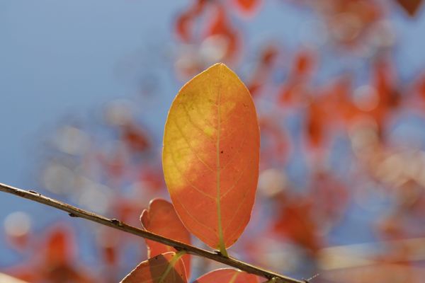 網名大全,用果酒取一個昵稱,好聽到爆!