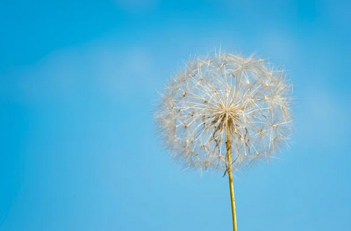 網(wǎng)名丨四字網(wǎng)名干凈有寓意古風